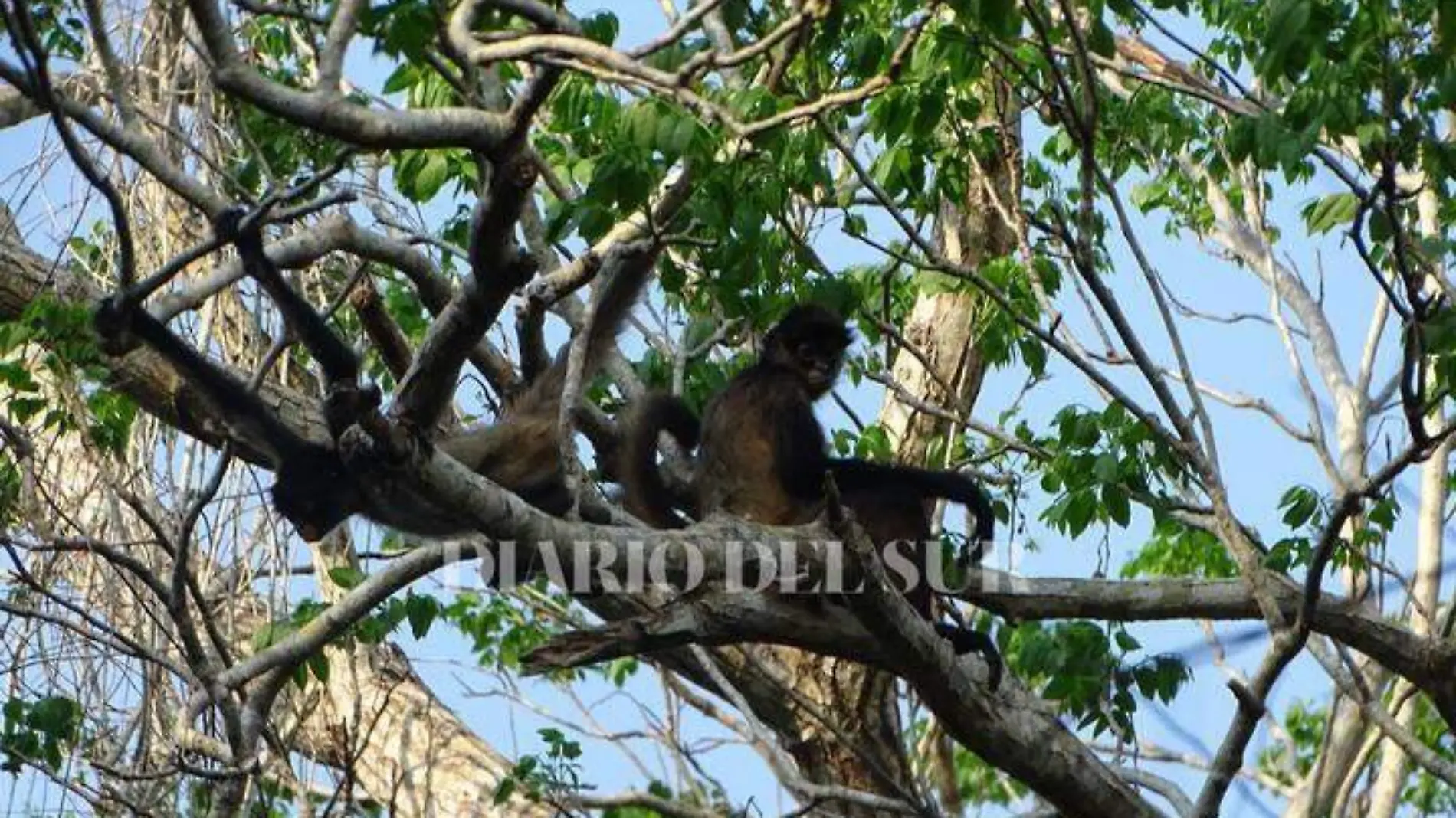 Mono sobre árbol